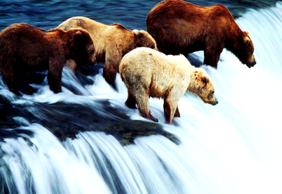 Бурый медведь на Аляске