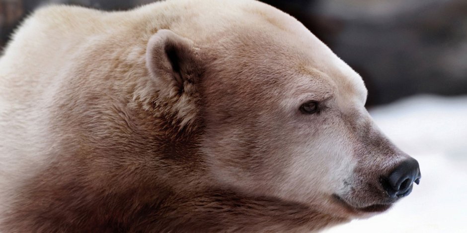 Гибрид белого медведя и Гризли