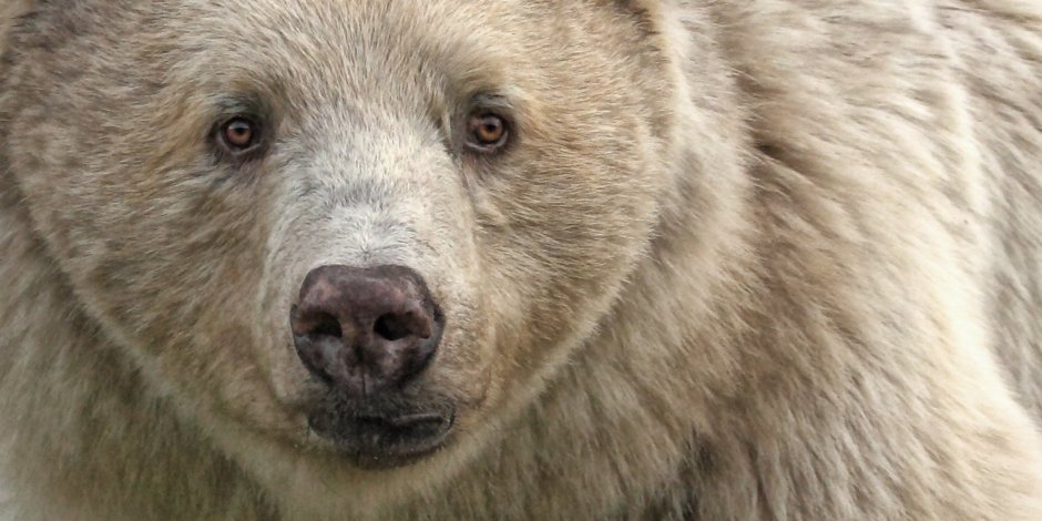 Медведь Гризли альбинос