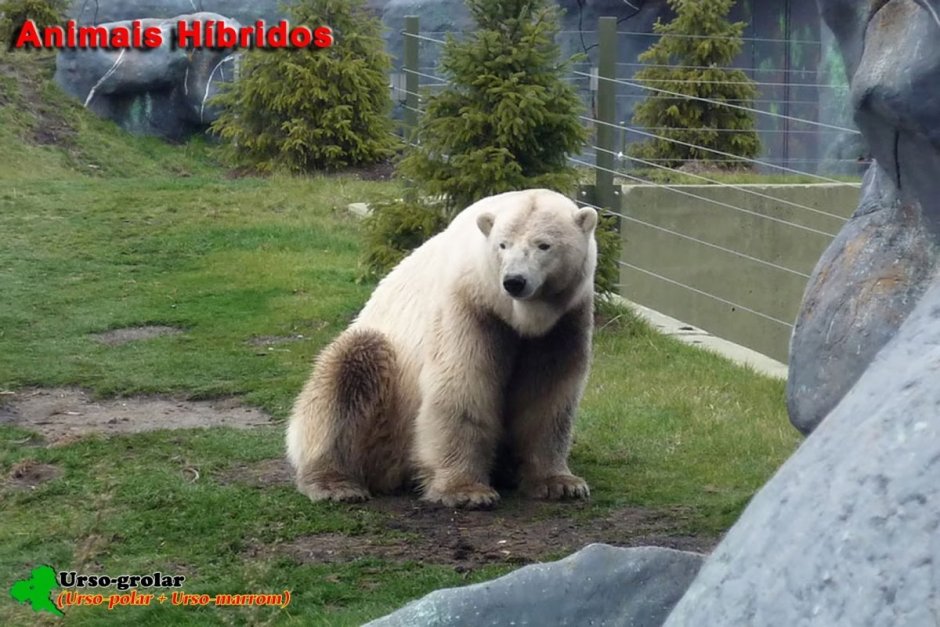 ГРОЛАР гибрид