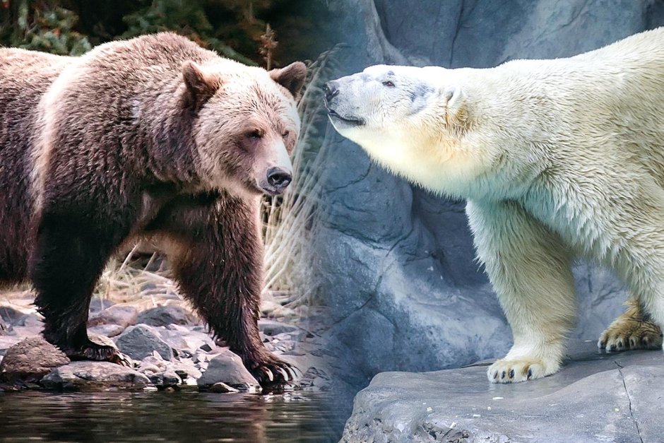 Северная Америка медведь Гризли