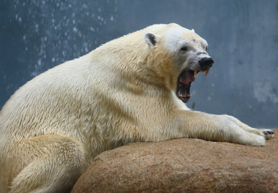 ГРОЛАР гибрид