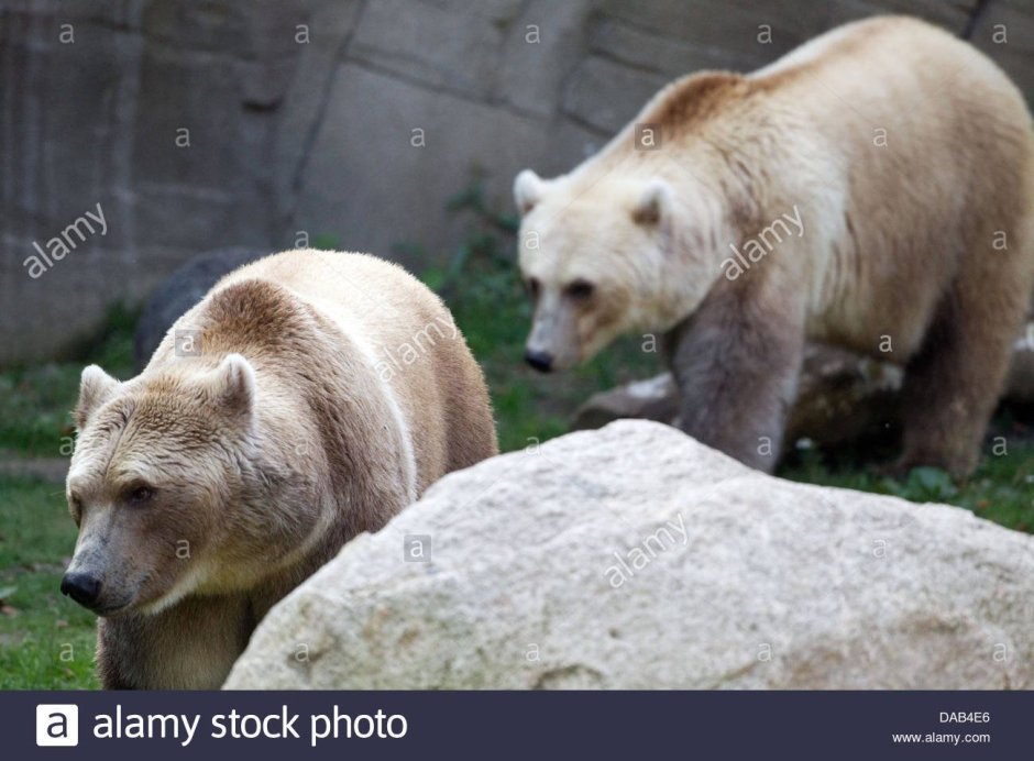 ГРОЛАР гибрид