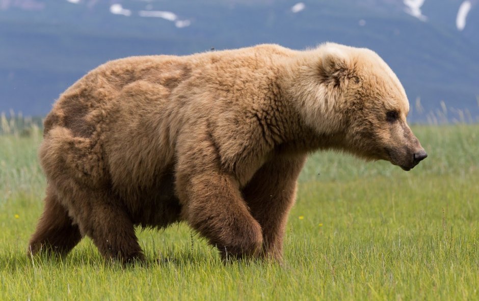 Медведь Кадьяк и белый медведь