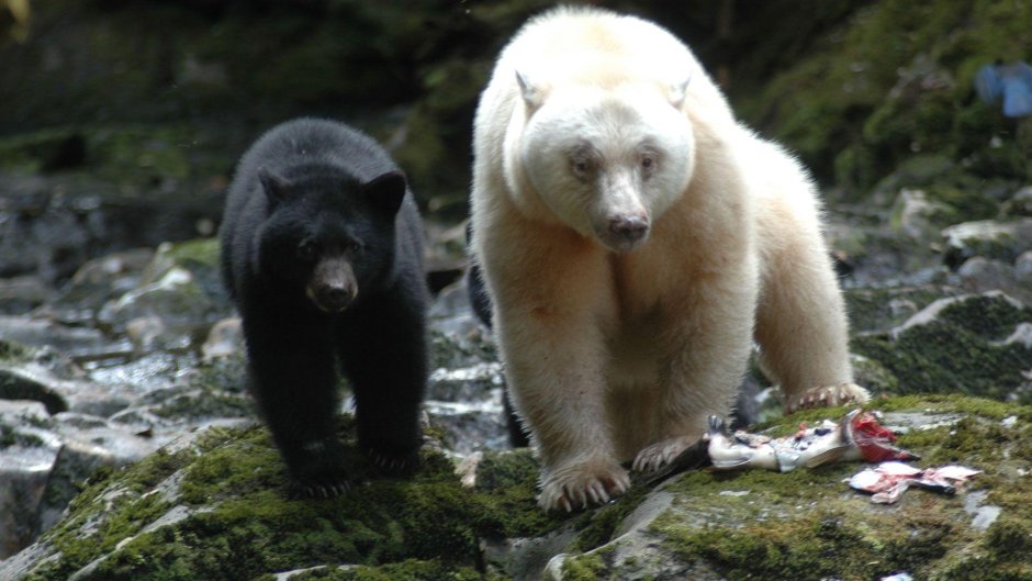 Великий медведь Канада