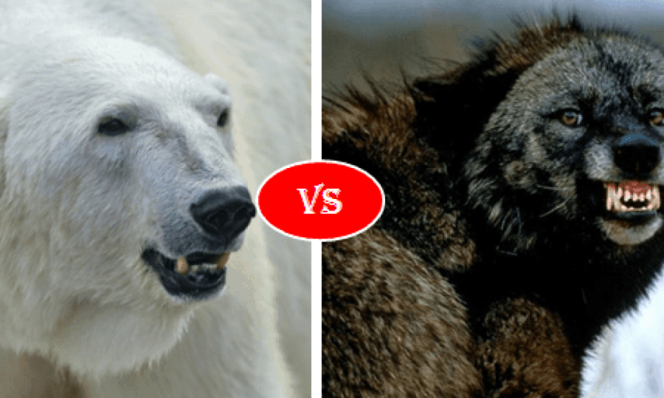 Росомаха против белого медведя