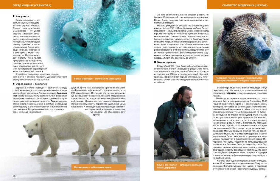 Книги о белых медведях