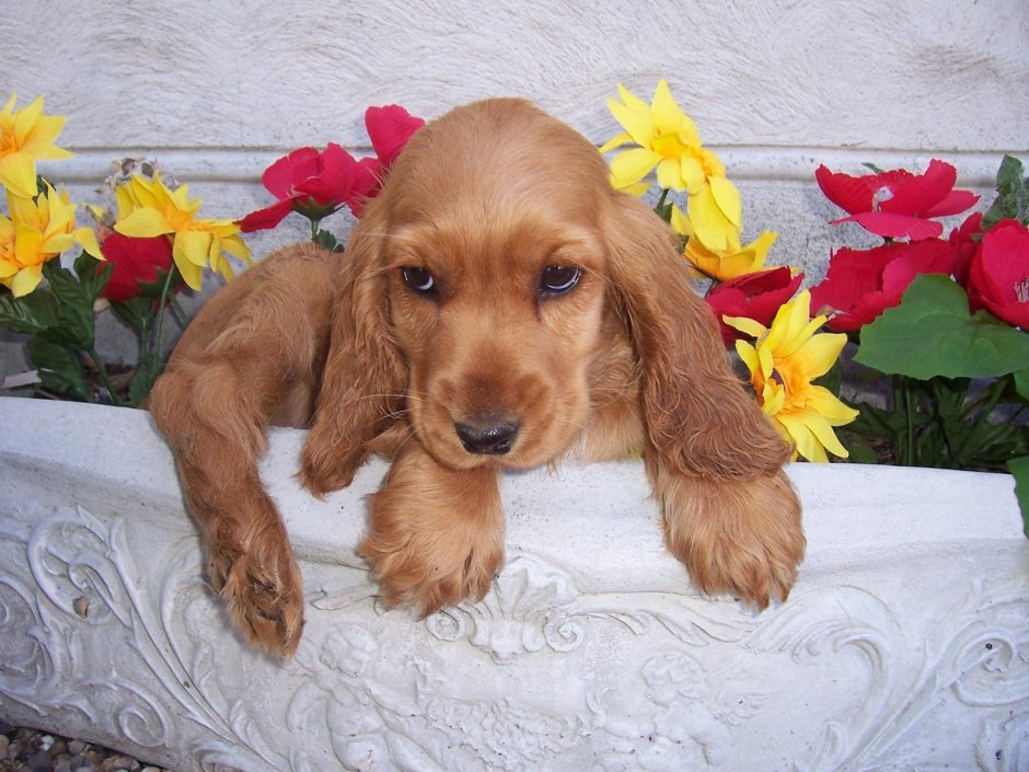 Кокер спаниель гладкошерстный