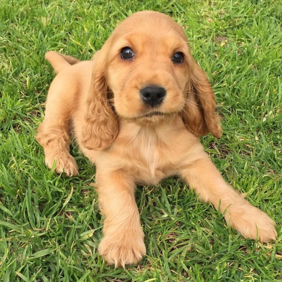 Английский кокер-спаниель