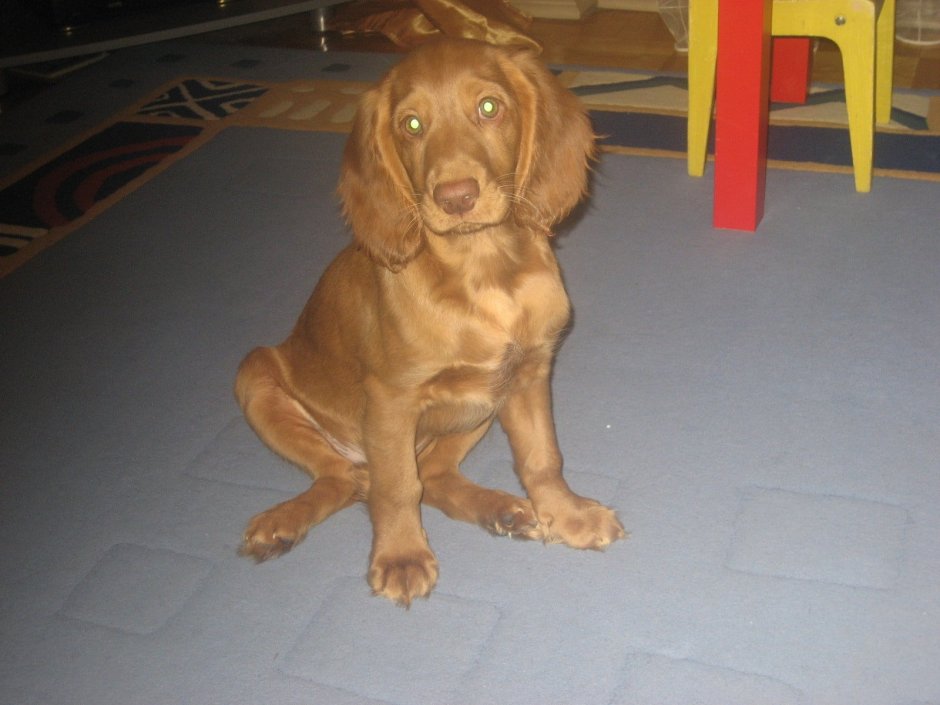 Кокер спаниель короткошерстный