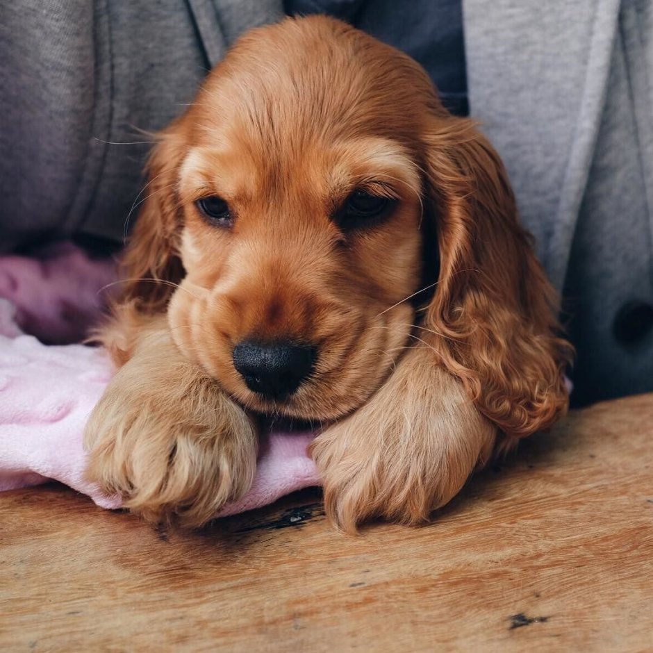 Американский кокер спаниель