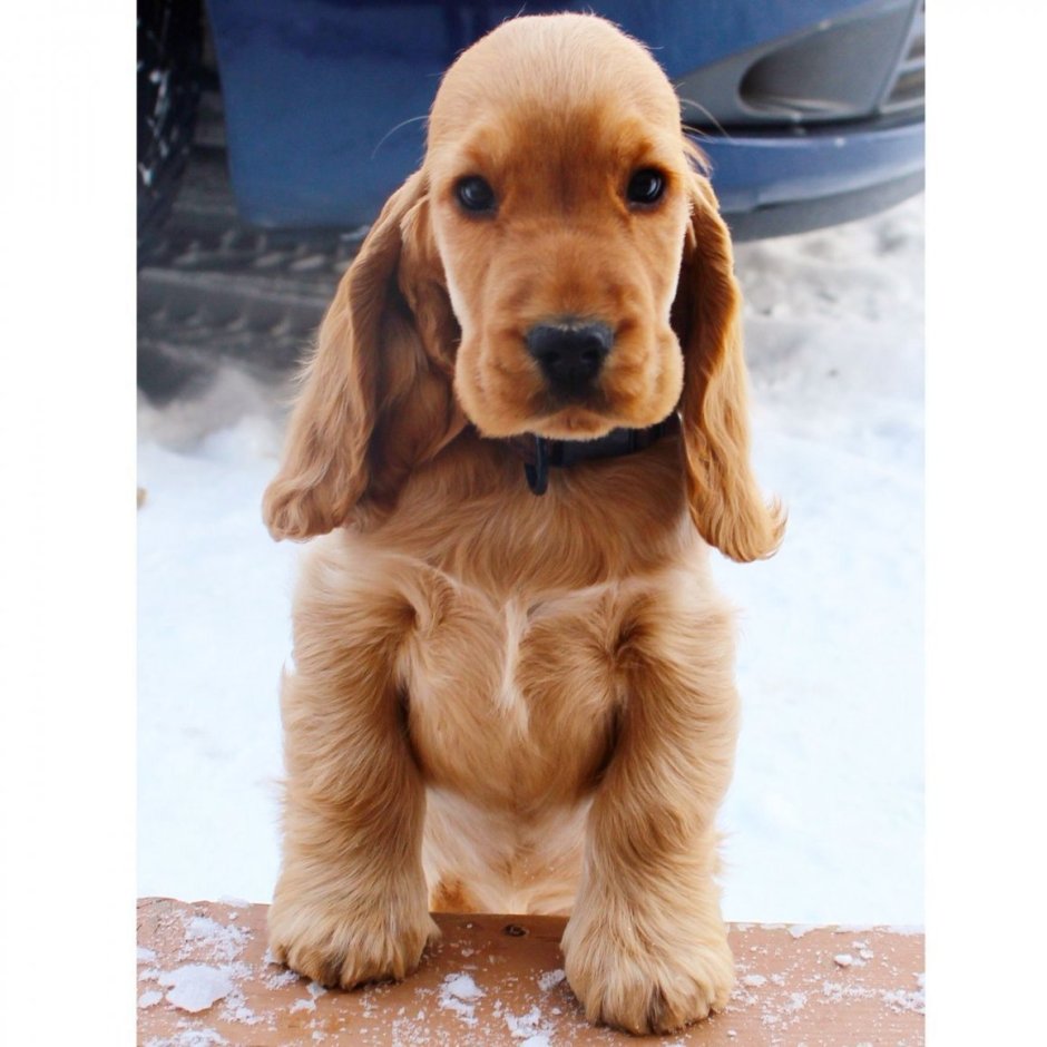 Кокер спаниель короткошерстный