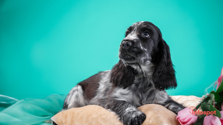 Кокер спаниель помесь