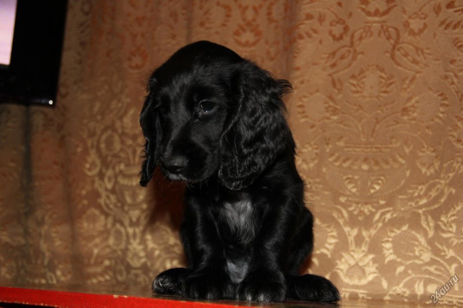 Кокер спаниель охотничий