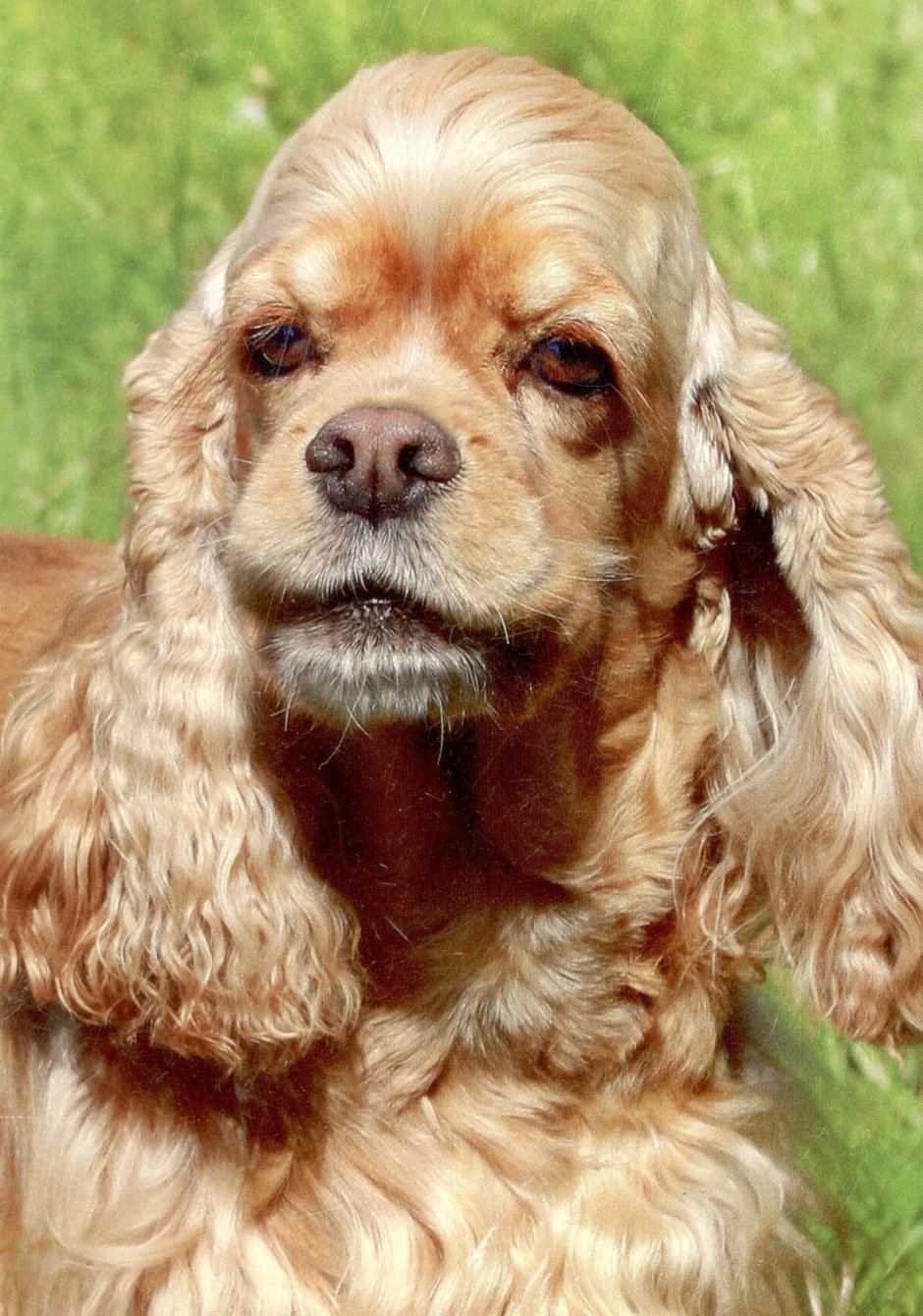 Американский спаниель гладкошерстный