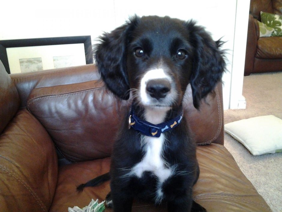 Русский охотничий спаниель гладкошерстный