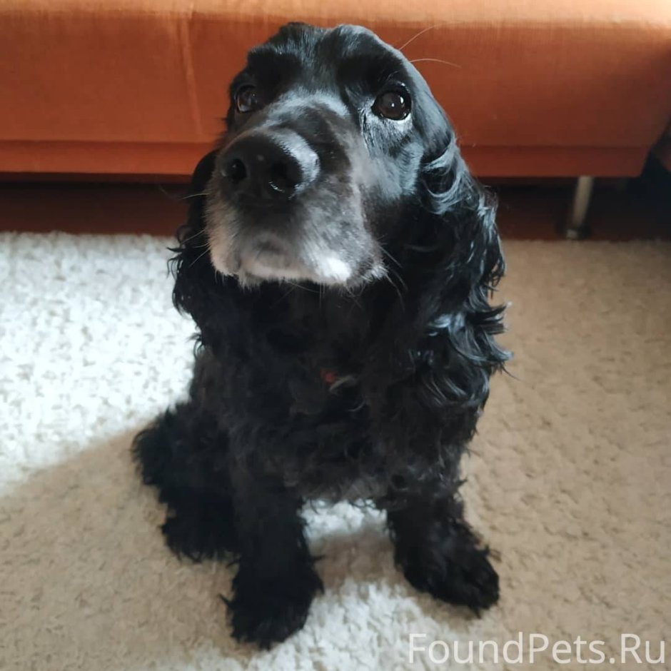 Английский кокер спаниель гладкошерстный