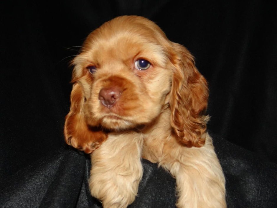 Кокер спаниель русский черный щенок