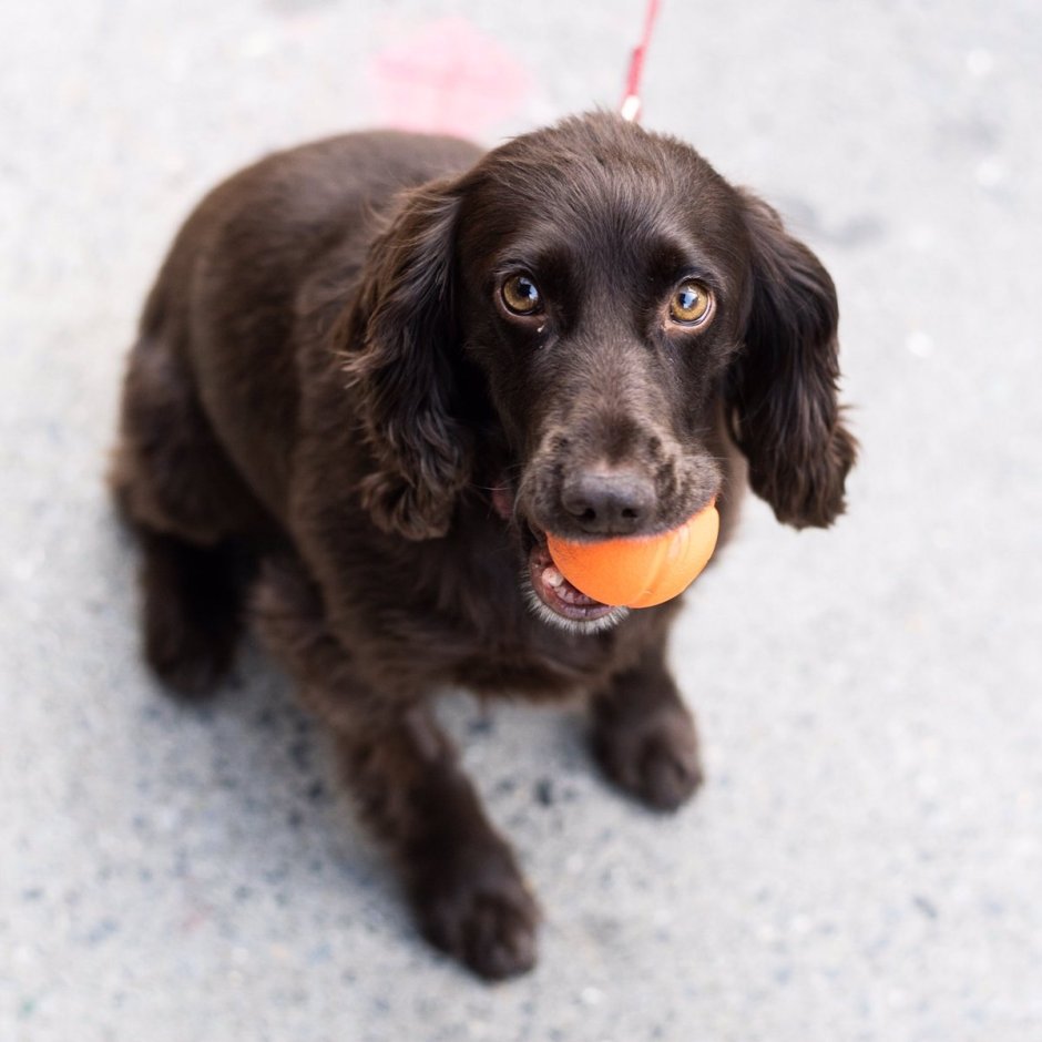 Кокер спаниель гладкошерстный черный