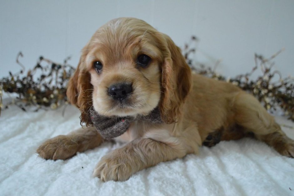 Золотистый кокер спаниель