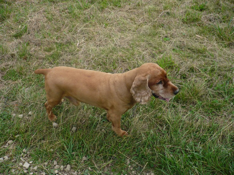 Английский кокер спаниель гладкошерстный