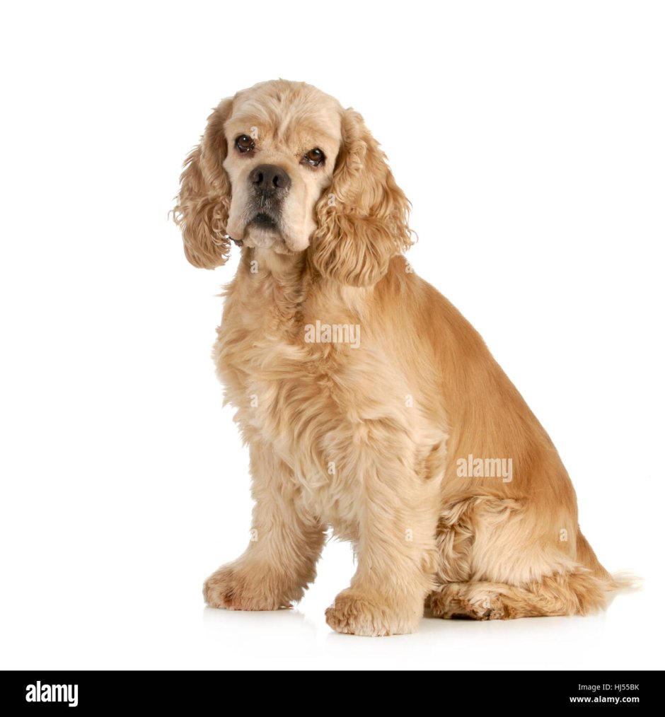 Кокер спаниель короткошерстный