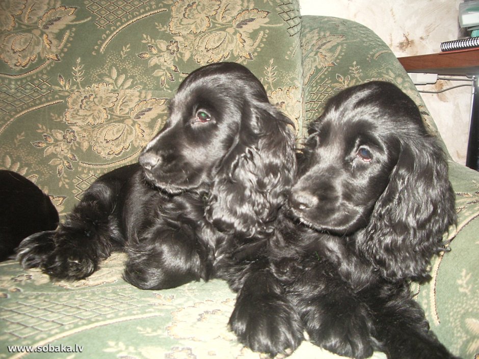 Английский кокер спаниель гладкошерстный