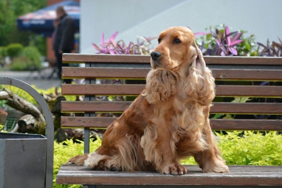 Вельш спаниель