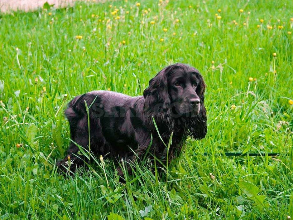 Кокер спаниель черный