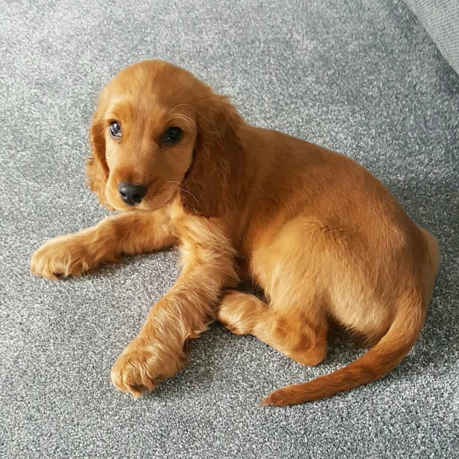 Кокер спаниель гладкошерстный