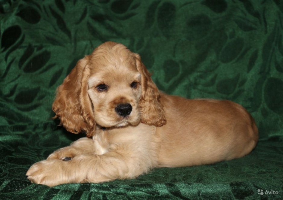 Кокер спаниель гладкошерстный