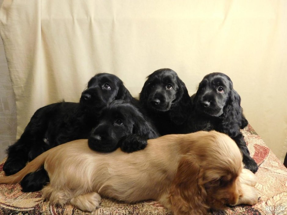 Собака кокер спаниель американский черный