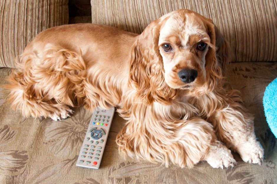 English Cocker Spaniel Puppy