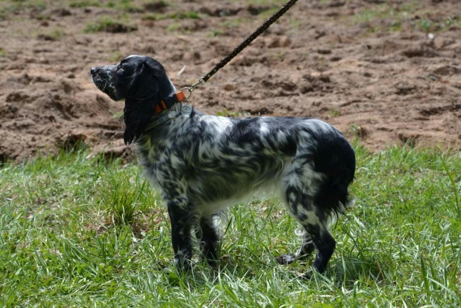 Английский кокер спаниель купированный хвост