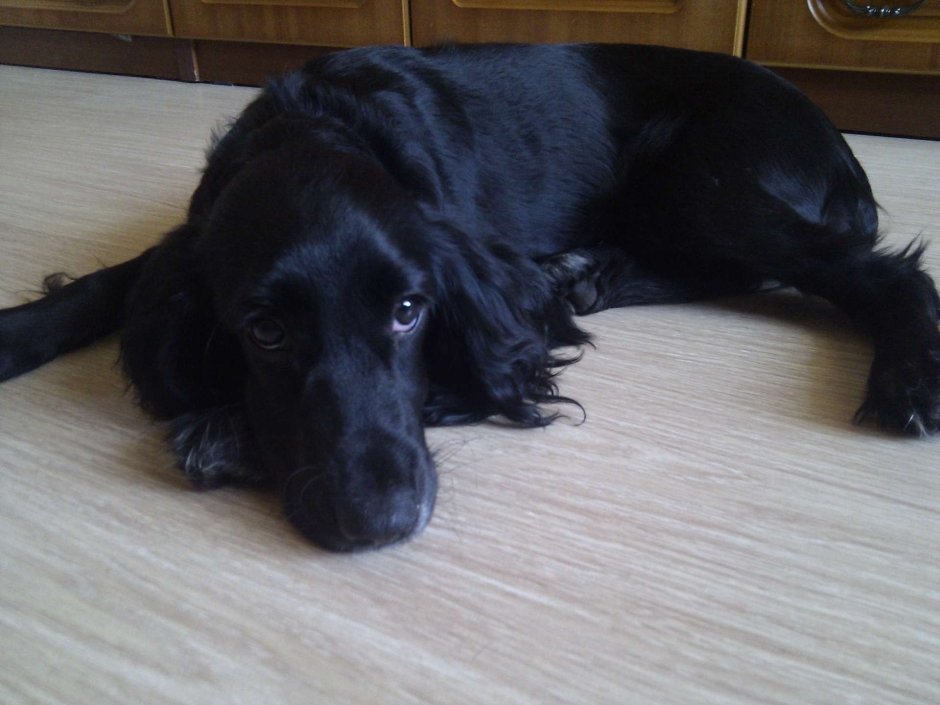 Американский кокер спаниель