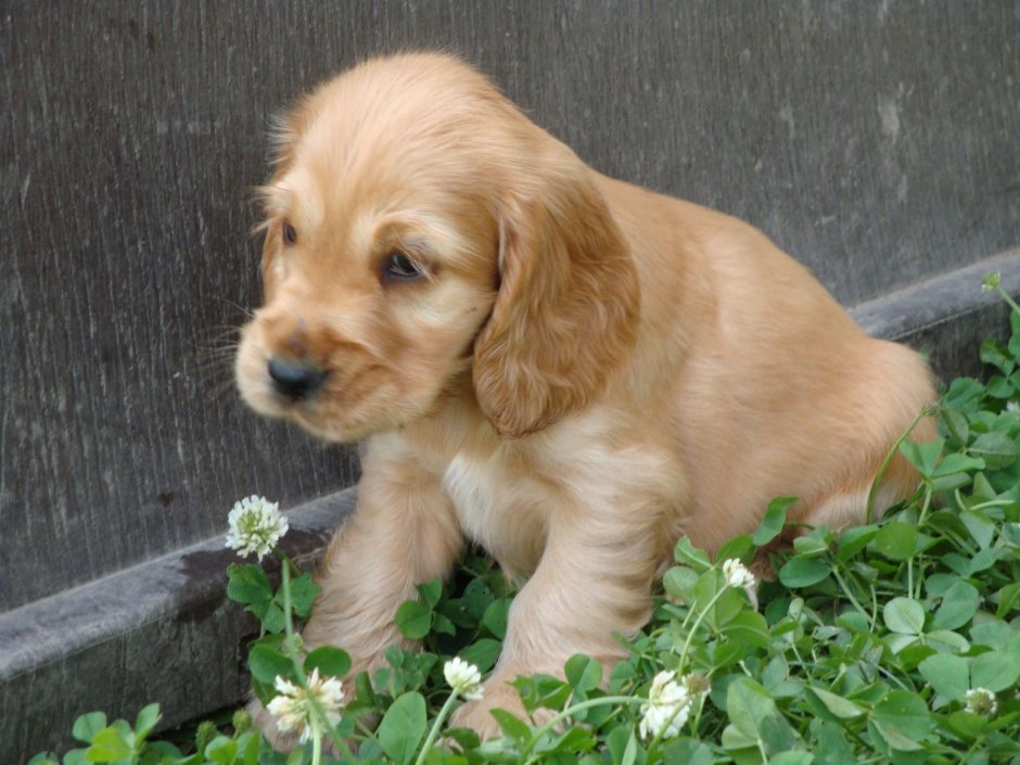 Кокер спаниель гладкошерстный