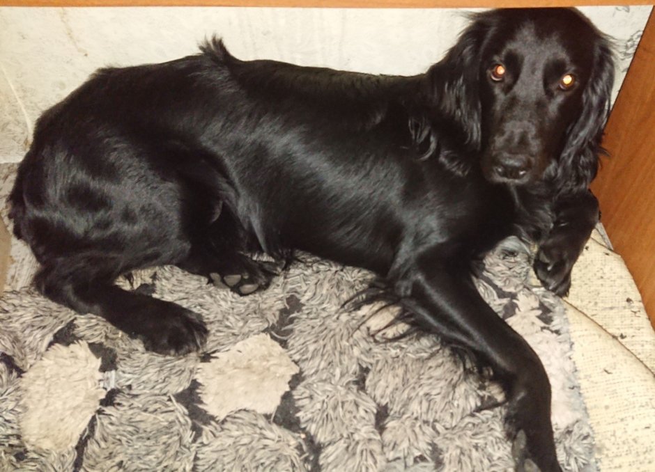 Русский кокер спаниель черный