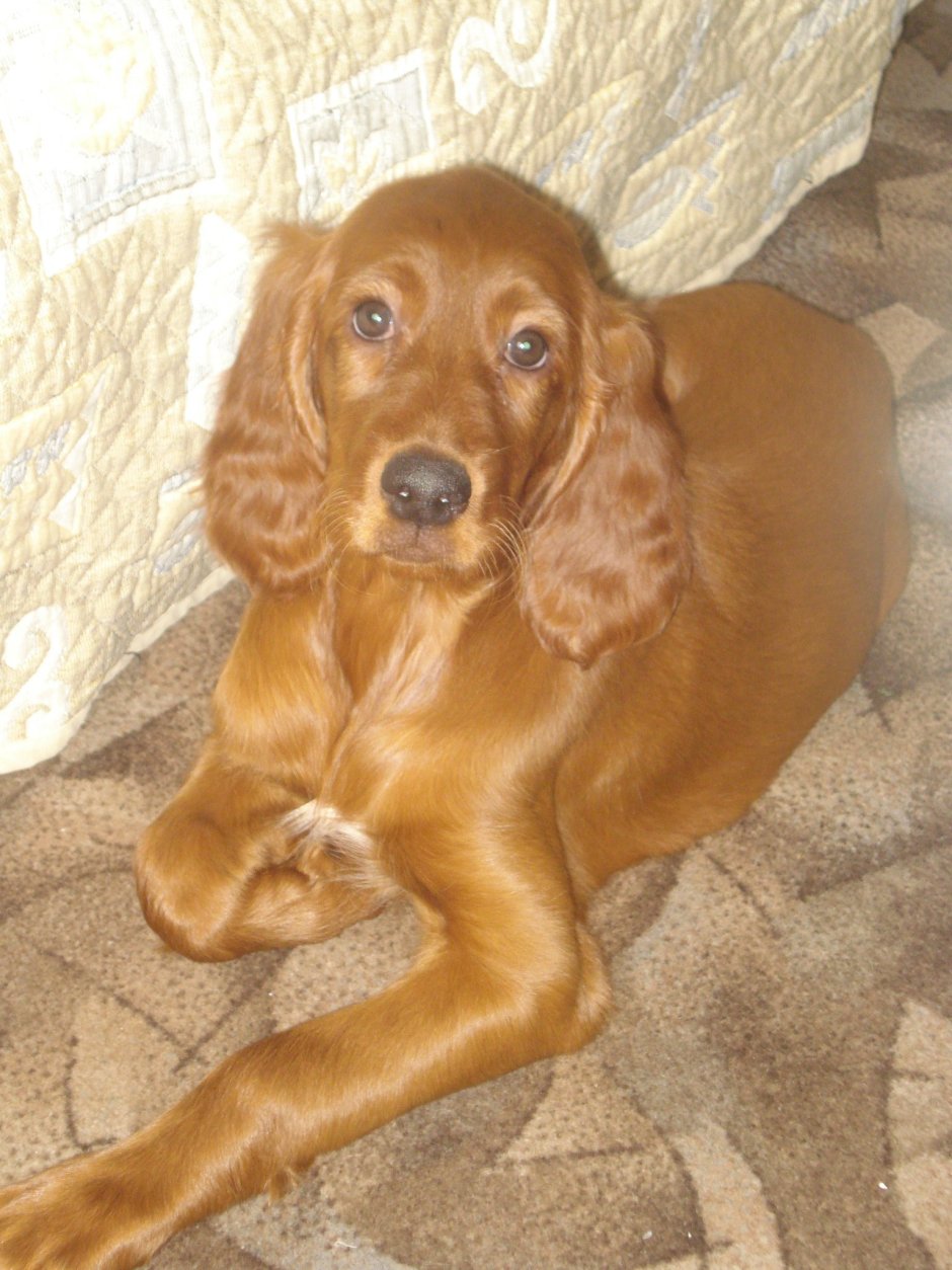 Американский кокер спаниель палевый