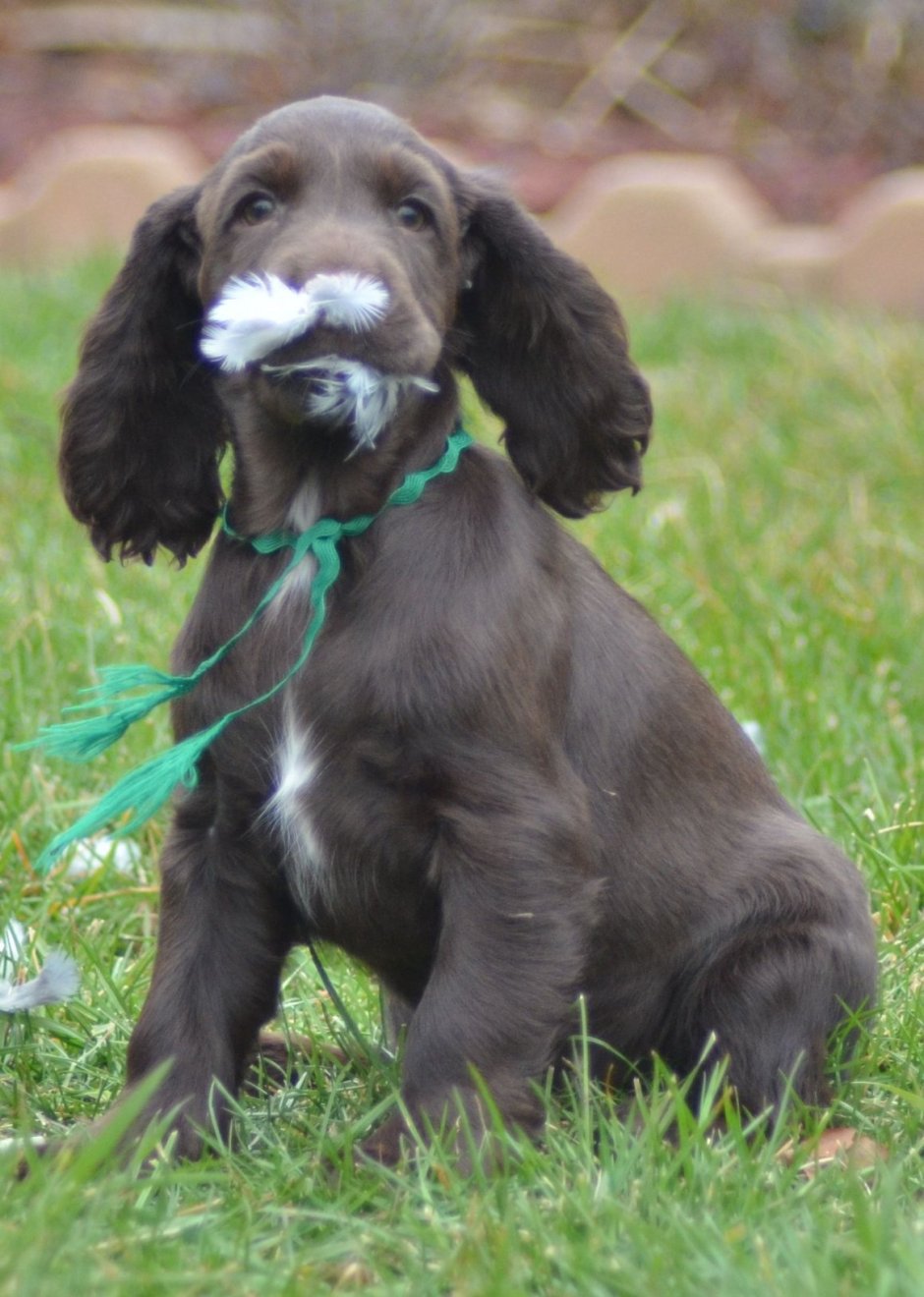 Американский кокер спаниель черный