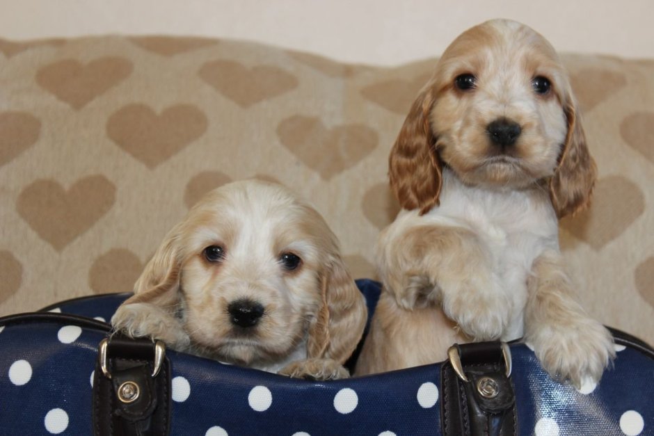 Кокер спаниель короткошерстный