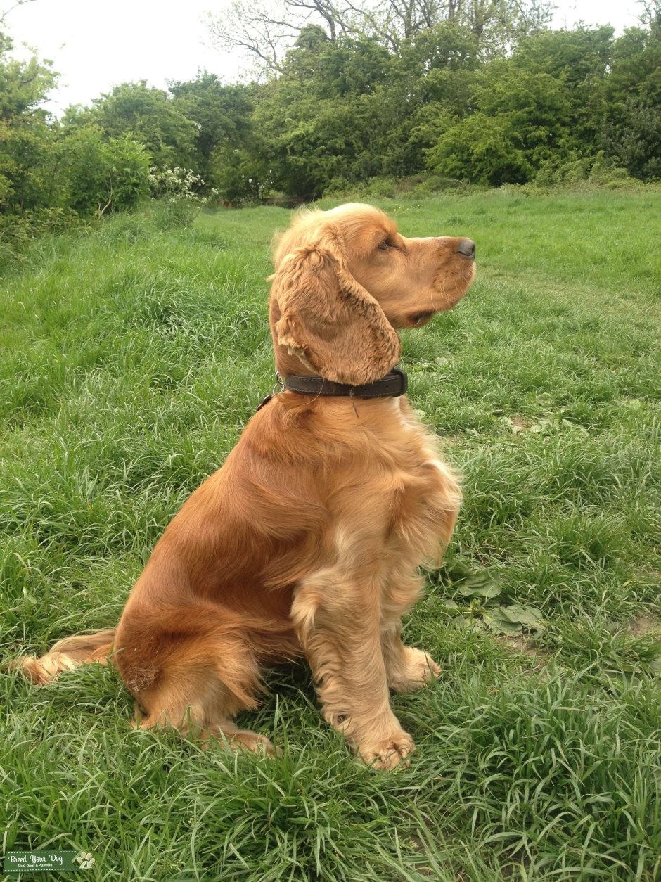 Кокер спаниель гладкошерстный