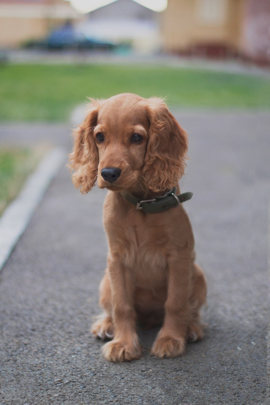 Кокер спаниель гладкошерстный