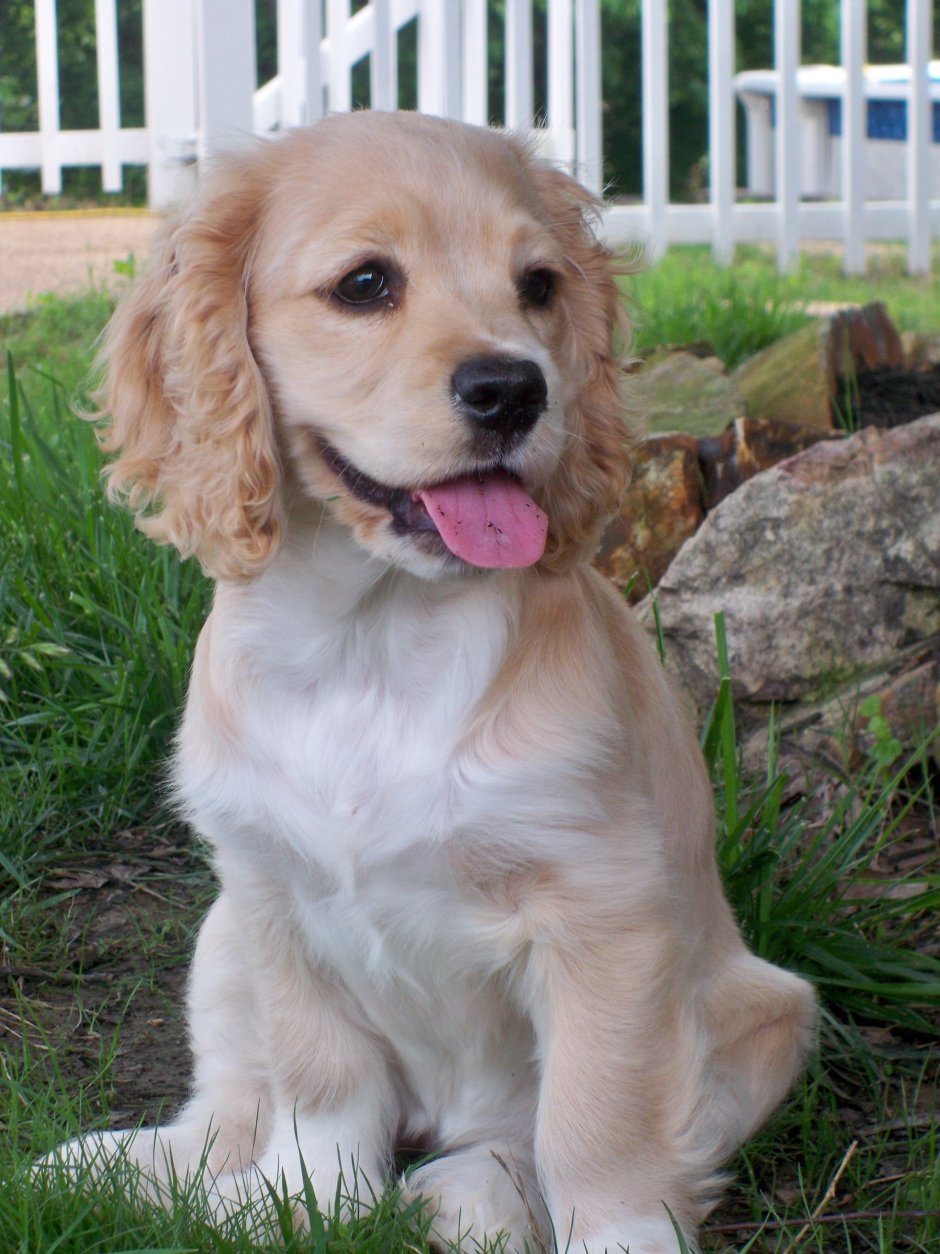 Кокер спаниель гладкошерстный черный