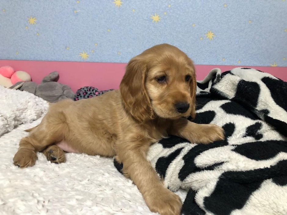 Английский кокер спаниель палевый окрас