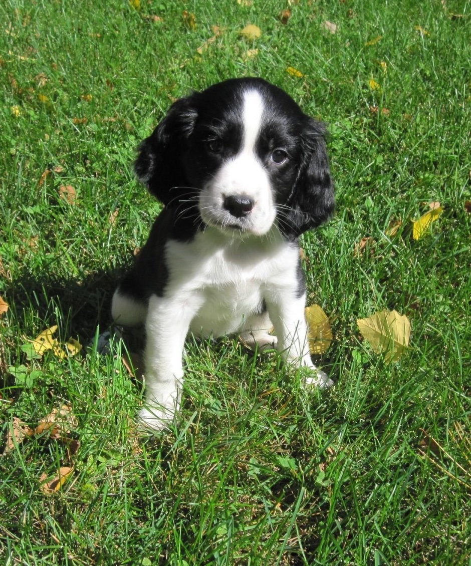 Ирландский сеттер, Пойнтер