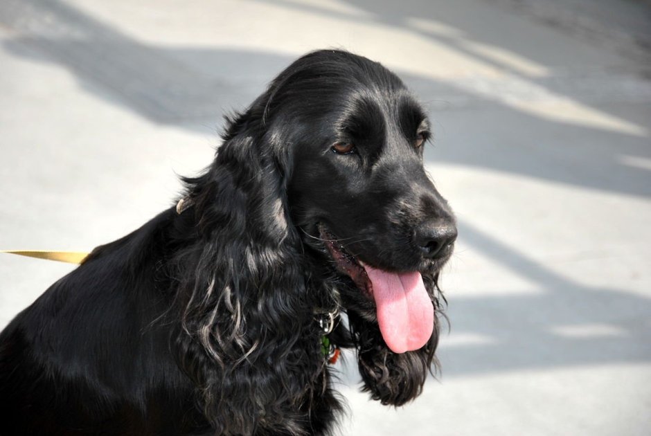 Кокер спаниель палевый