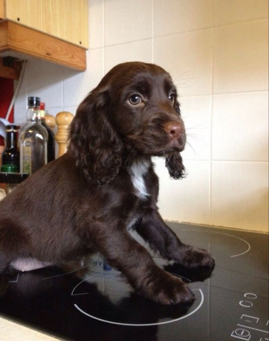 Кокер спаниель гладкошерстный