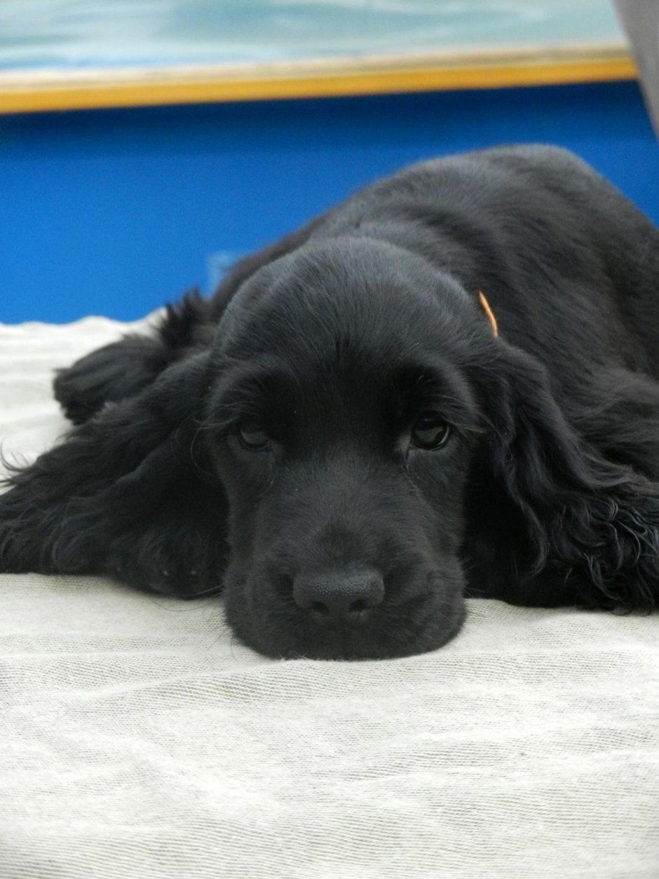 Русский охотничий спаниель черный