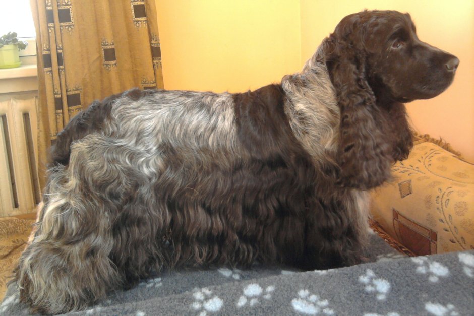 Английский кокер спаниеля черн