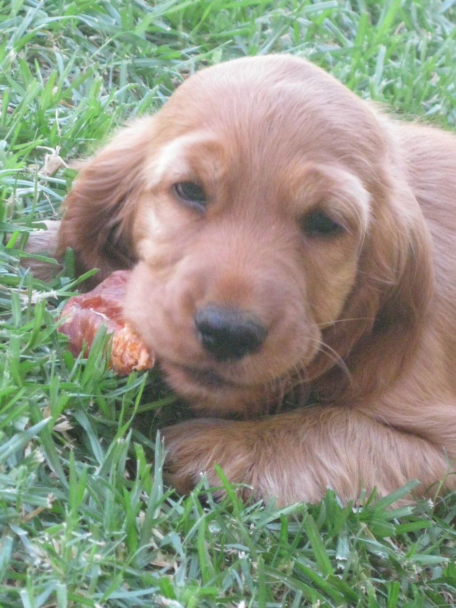 Кокер спаниель черный